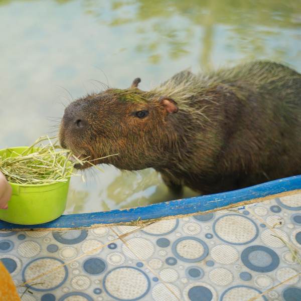 Capybara Batam Zoo