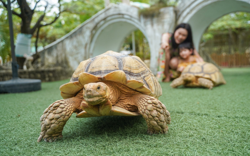 Large tortoise with a clean shell at Batam Zoo