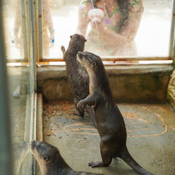 Otters Batam Zoo