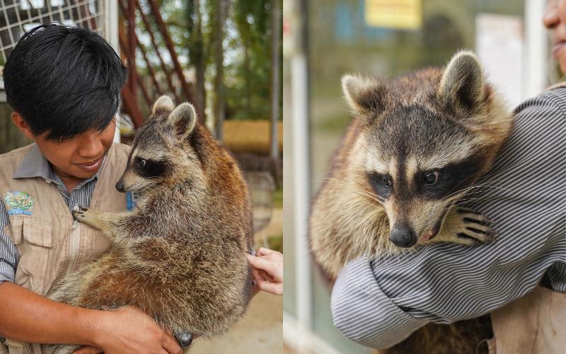 Raccoon Batam Zoo