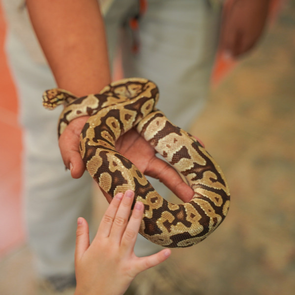 Snake Batam Zoo