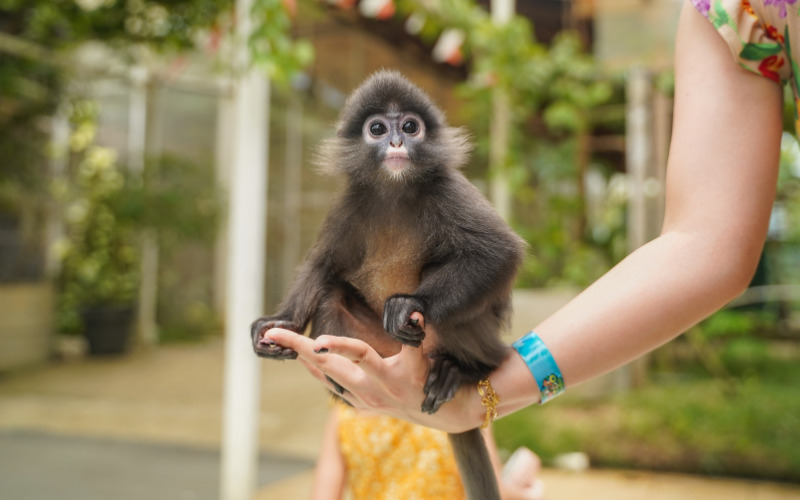 small grey monkey
